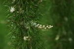 Asparagus Densiflorus 'Myers'